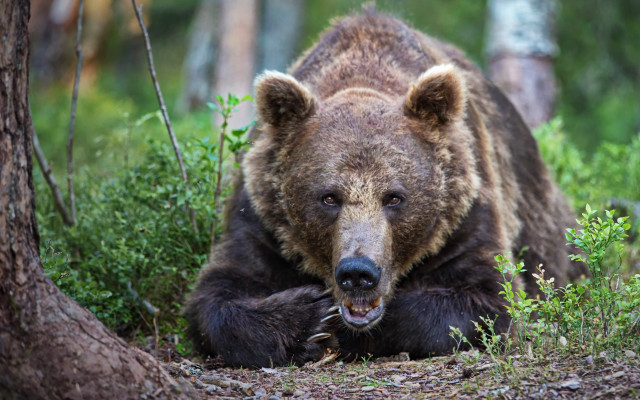 Brown bear woods open mouth free wallpaper - medium preview image