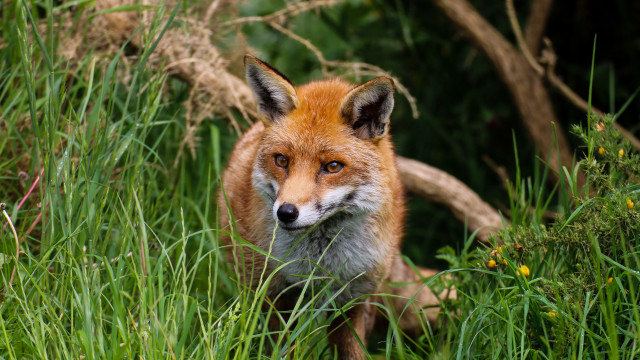 Red fox tall grass curious free wallpaper - medium preview image