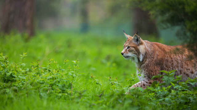 Lynx tallgrass woods eyes closed free wallpaper - medium preview image