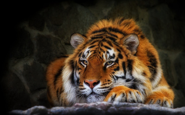 Tiger rock dark closed eyes free wallpaper - medium preview image