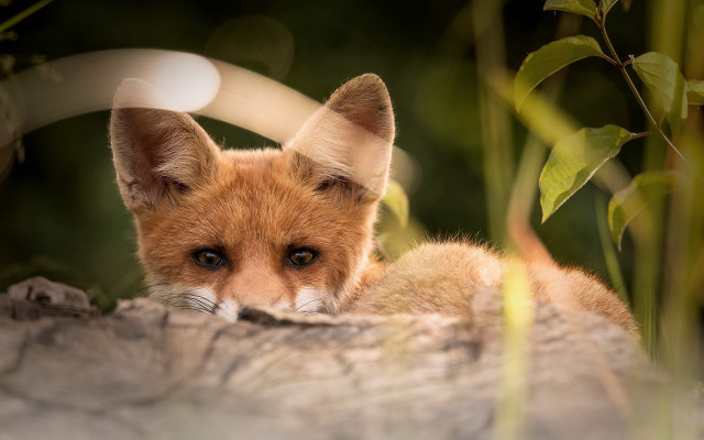 Small fox sitting on rock free wallpaper - medium preview image
