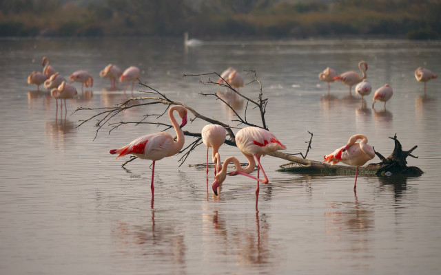 Flamingos lake tree branch ecological free wallpaper - medium preview image