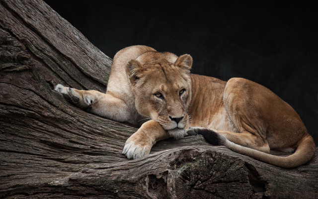 Lion resting tree branch night free wallpaper - medium preview image