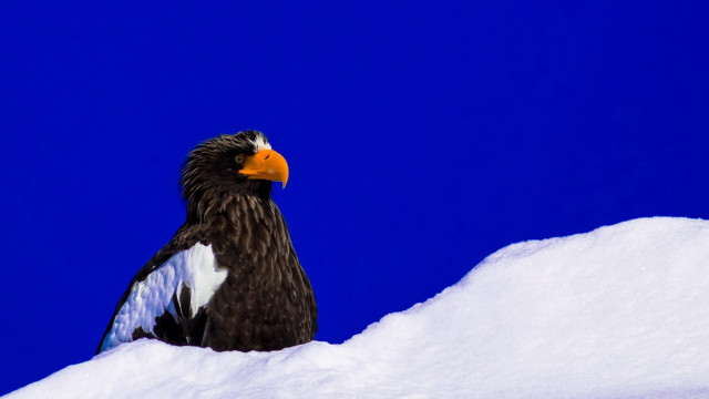 Bird on snow blue sky free wallpaper - medium preview image