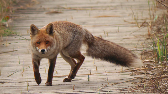 Fox woods path furry art free wallpaper - medium preview image