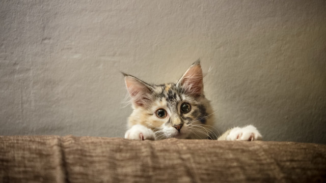 Cat over bed wall paw free wallpaper - medium preview image