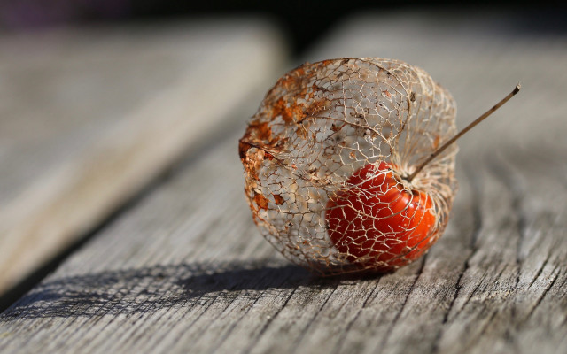 Rotten apple wooden table leaf free wallpaper - medium preview image