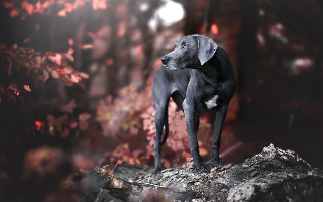 Dog rock forest red leaves free wallpaper - medium preview image