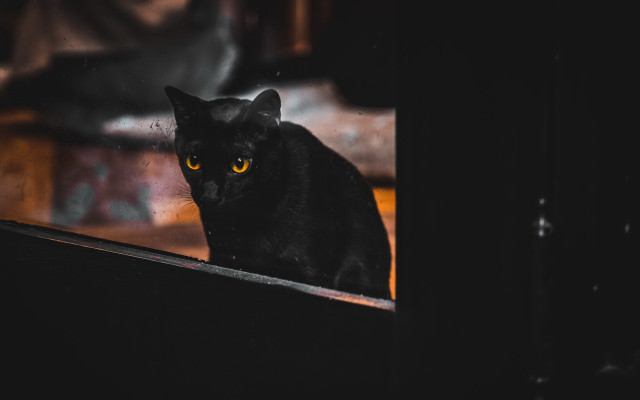 Black cat window sill glowing free wallpaper - medium preview image