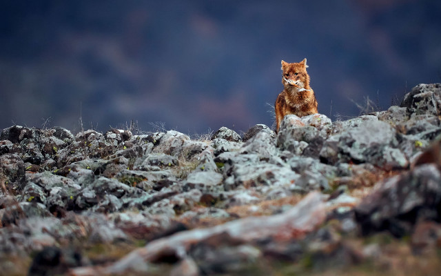 Rocky hillside cat bokeh glasses free wallpaper - medium preview image