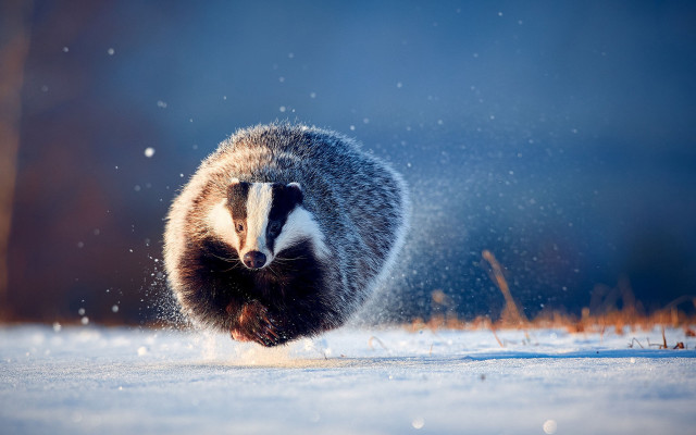Badger snow winter aurora fireworks free wallpaper - medium preview image
