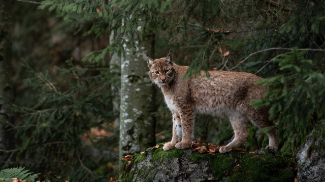Lynx rock forest leaves wildlife free wallpaper - medium preview image
