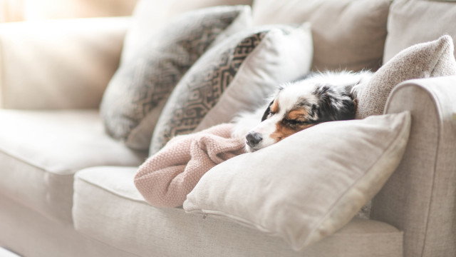 Dog couch blanket pillow cozy free wallpaper - medium preview image