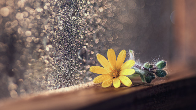 Yellow flower rain soaked window free wallpaper - medium preview image