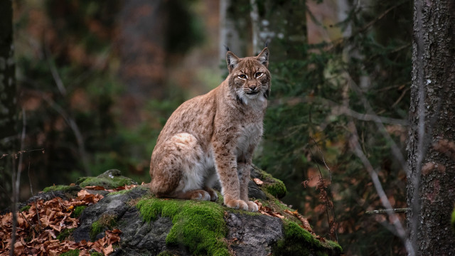 Lynx moss rock woods bush free wallpaper - medium preview image