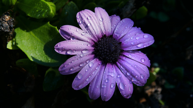 Purple flower water droplets butterfly #2 free wallpaper - medium preview image