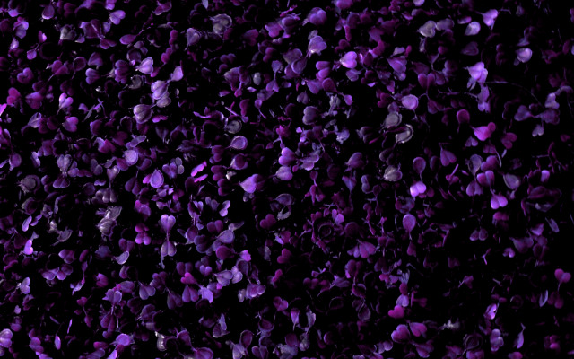 Purple flower background ghost hat free wallpaper - medium preview image