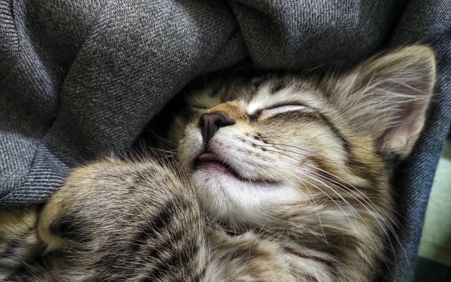 Sleeping cat renaissance microscopic cute free wallpaper - medium preview image