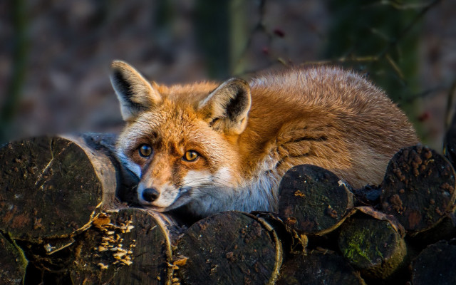 Red fox lying logs sad free wallpaper - medium preview image