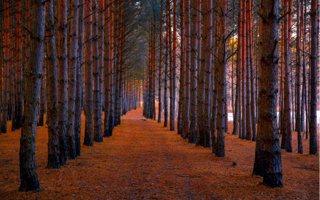 Forest path bench sunset magic free wallpaper - medium preview image