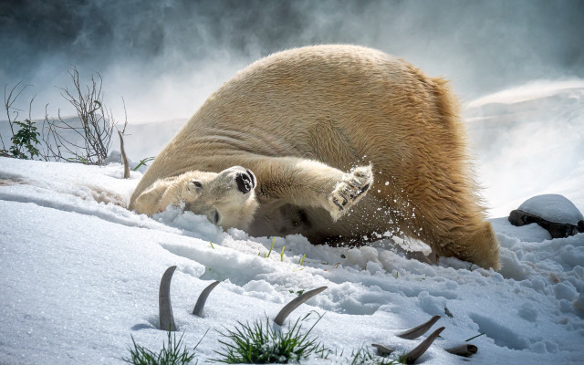 Polar bear cub snow photorealistic free wallpaper - medium preview image
