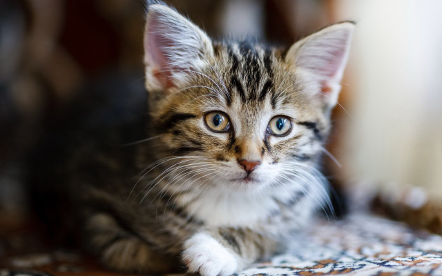 Sad blue eyed kitten on free wallpaper - medium preview image