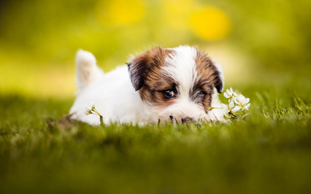 Small dog flower in mouth free wallpaper - medium preview image