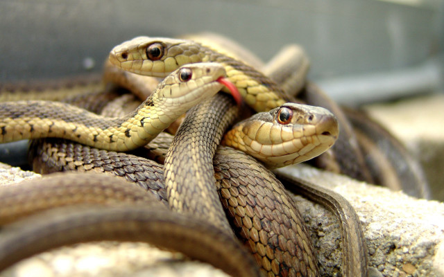 Snakes rock cage red ribbon free wallpaper - medium preview image