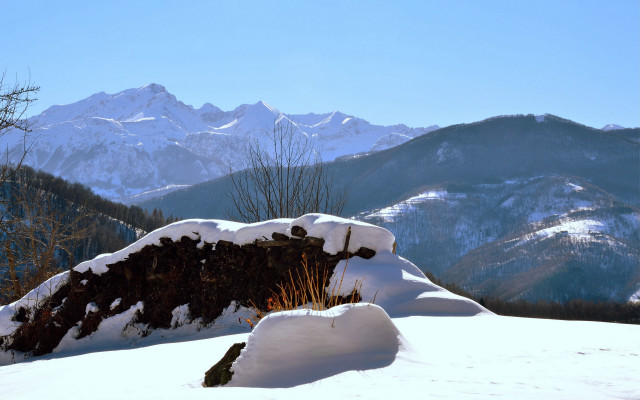 Snowy mountain large tree background free wallpaper - medium preview image