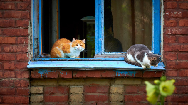Cats window sill surreal award free wallpaper - medium preview image
