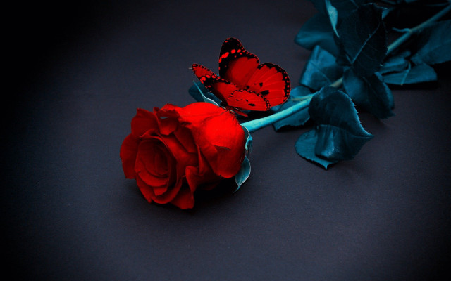Red rose butterfly blue ribbon free wallpaper - medium preview image