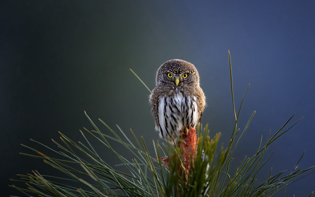 Small owl pine branch blue free wallpaper - medium preview image