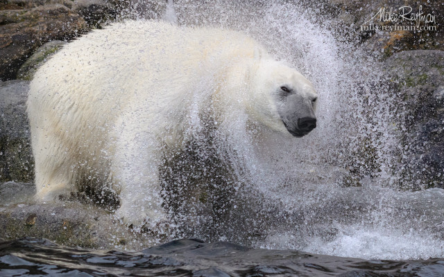 Polar bear splash water ecological free wallpaper - medium preview image