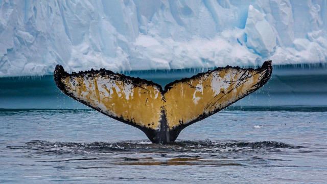 Whale tail glacier icebergs ecological free wallpaper - medium preview image