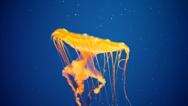 Yellow jellyfish bubbles blue background free wallpaper - medium preview image