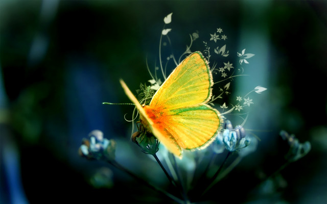 Yellow butterfly flower blue field #6 free wallpaper - medium preview image