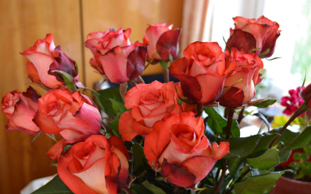 Red roses vase still life free wallpaper - medium preview image