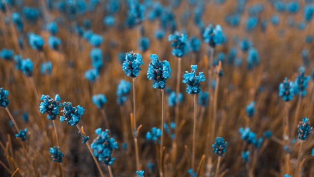Blue flowers brown stems sky free wallpaper - medium preview image