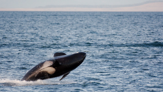 Whale jumping open mouth tail free wallpaper - medium preview image
