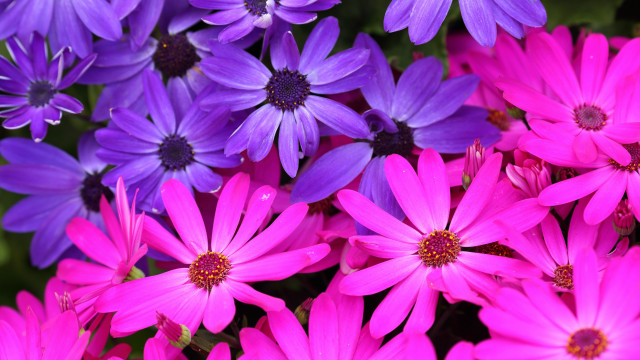 Purple flower bouquet macro closeup free wallpaper - medium preview image