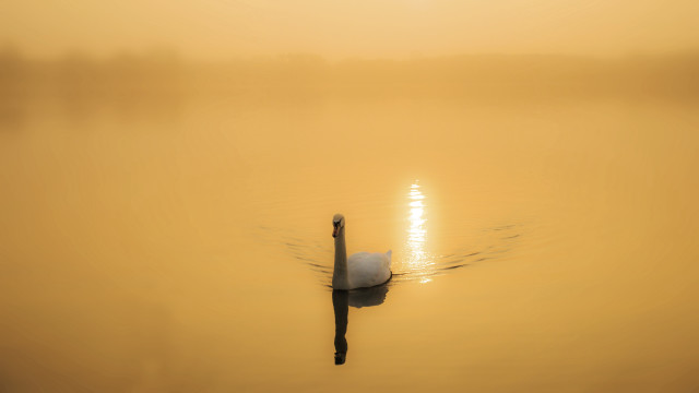 Swan lake sunset misty horizon free wallpaper - medium preview image