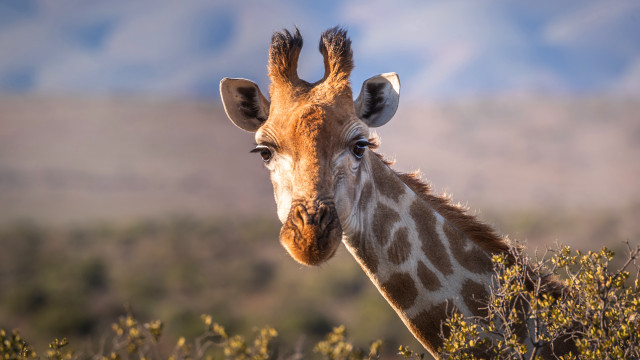 Giraffe field trees clouds evening free wallpaper - medium preview image