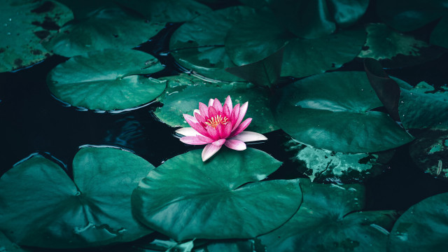 Pink flower floating pond water free wallpaper - medium preview image
