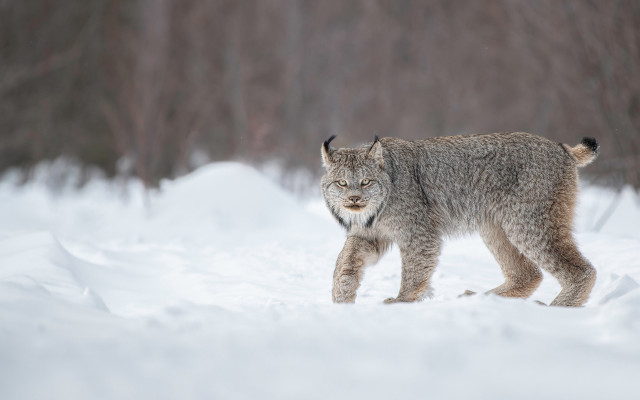 Lynx snowy woods wildlife photography free wallpaper - medium preview image
