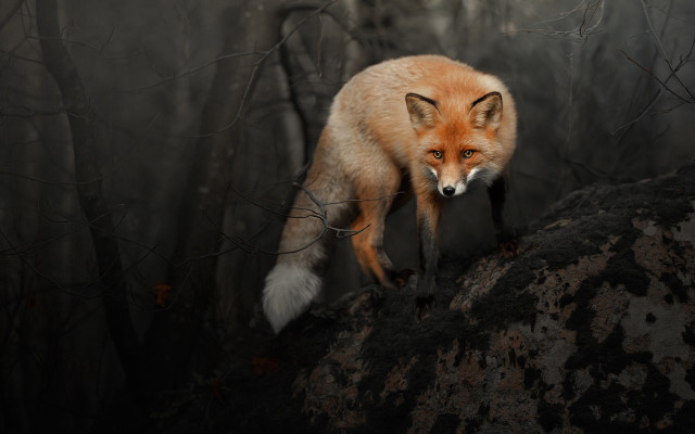 Red fox woods foggy background free wallpaper - medium preview image