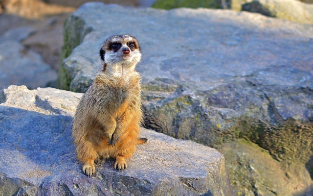 Small animal rock sun blurry free wallpaper - medium preview image