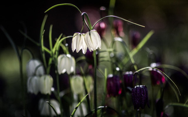 Flowers grass black background macro free wallpaper - medium preview image