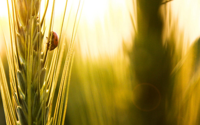 Plant bug macro grass sunset free wallpaper - medium preview image