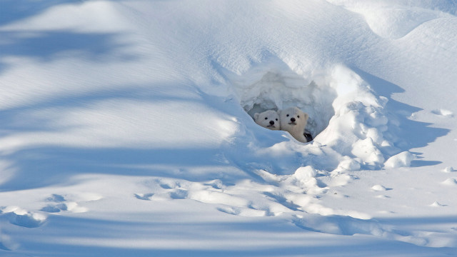 Polar bear snow hole outdoor free wallpaper - medium preview image
