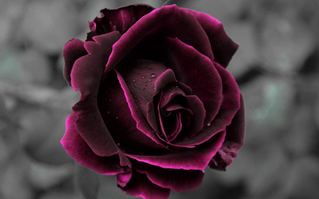 Black white rose water droplets free wallpaper - medium preview image